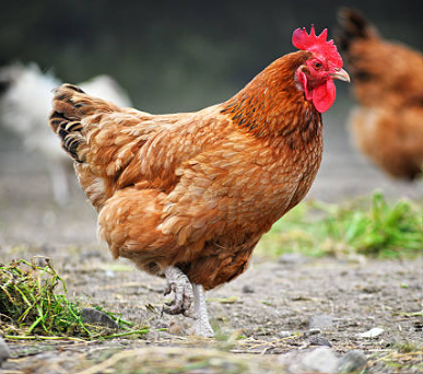CHICKEN