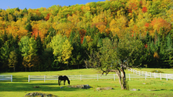 EQUINE